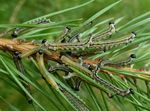 Neodiprion sertifer